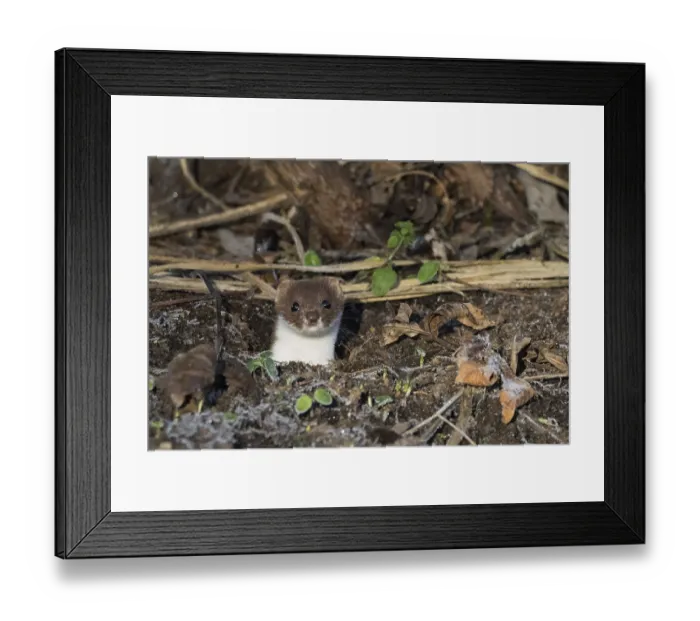 Framed Print : An ermine (Mustela erminea) looks out of its den Framed Print : An ermine (Mustela erminea) looks out of its den