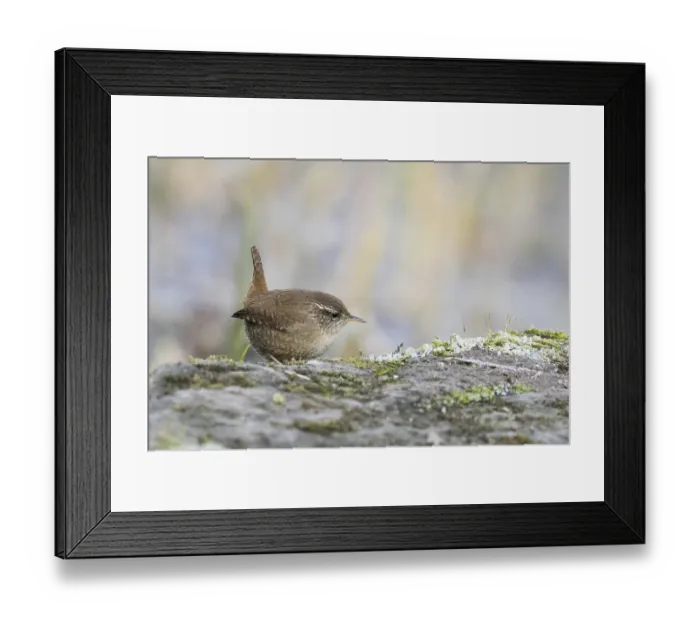 Framed Print : A wren (Troglodytes troglodytes) perches on a moss-covered rock and looks to the side