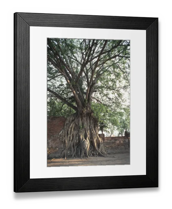 Framed Print : Buddha's head grown into the poplar fig (Ficus religiosa) Framed Print : Buddha's head grown into the poplar fig (Ficus religiosa)