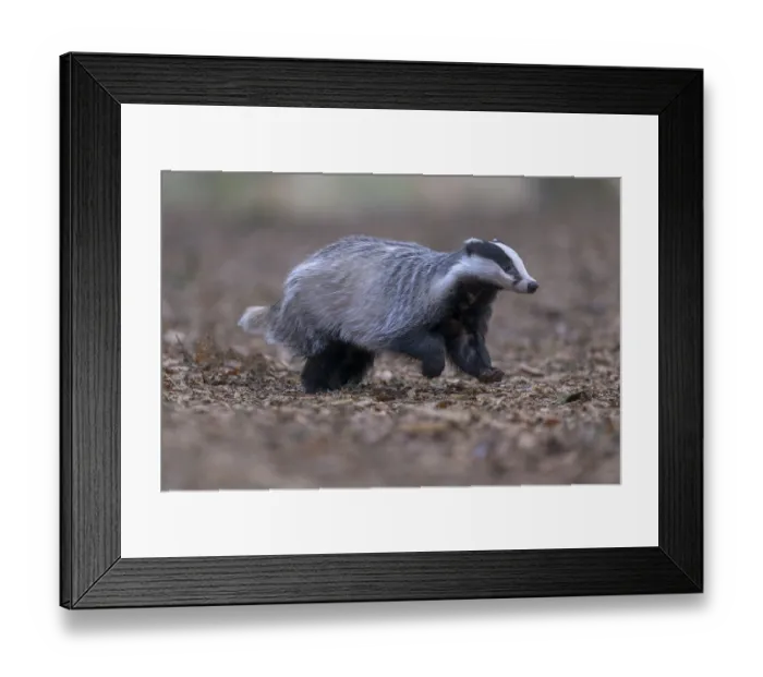 Framed Print : European badger (Meles meles), foraging in a beech forest Framed Print : European badger (Meles meles), foraging in a beech forest