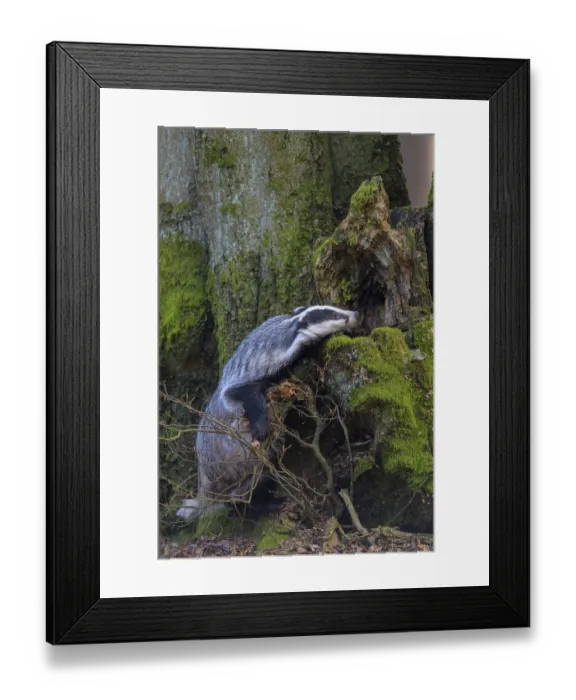 Framed Print : European badger (Meles meles), foraging on the trunk of an old beech tree Framed Print : European badger (Meles meles), foraging on the trunk of an old beech tree