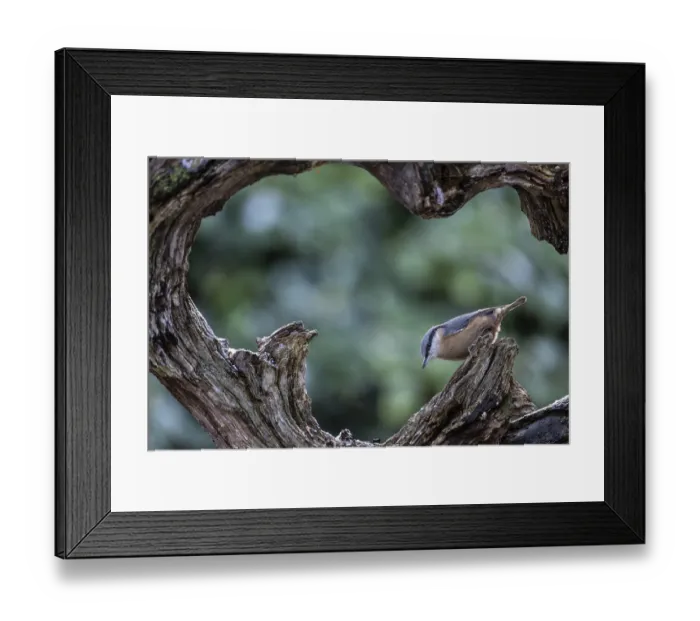 Framed Print : Nuthatch (Sitta europaea), Emsland Framed Print : Nuthatch (Sitta europaea), Emsland