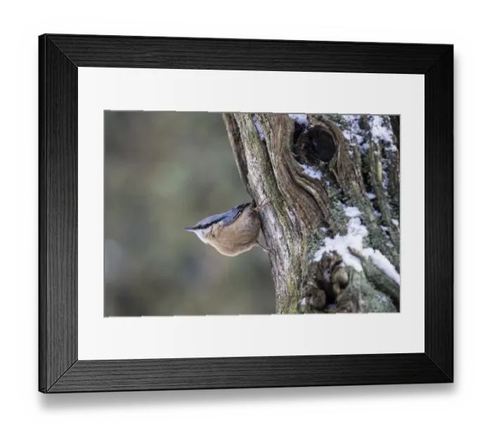 Framed Print : Nuthatch (Sitta europaea), Emsland