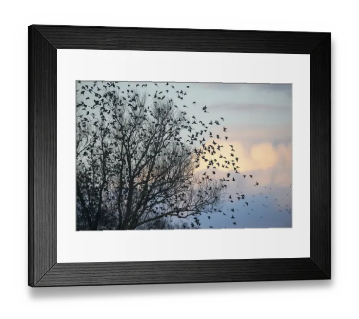 Framed Print : A flock of starlings (Sturnus vulgaris) flying from a tree in front of a colourful sky at sunset