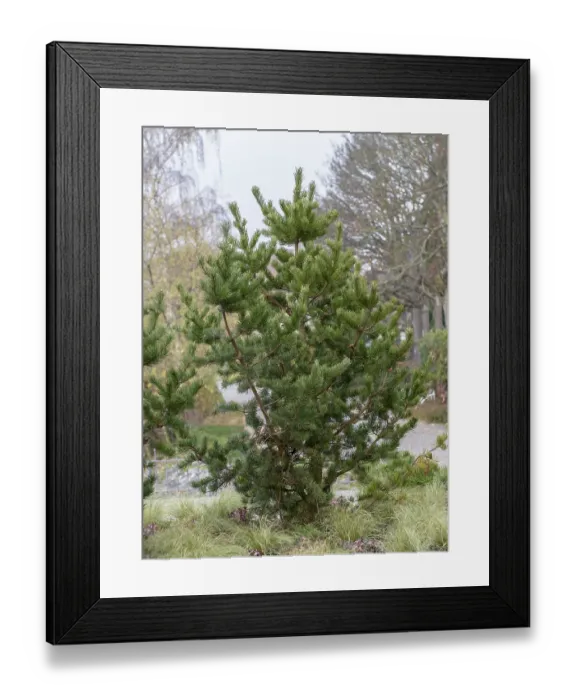 Framed Print : Scots pine (Pinus contorta), viewing garden at the University of Applied Sciences W Framed Print : Scots pine (Pinus contorta), viewing garden at the University of Applied Sciences W