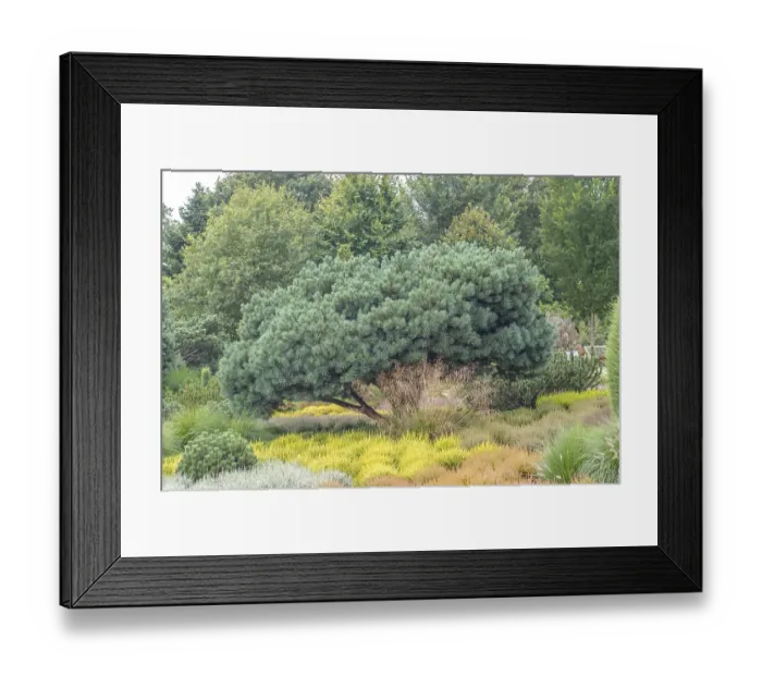 Framed Print : Scots pine (Pinus sylvestris Watereri')