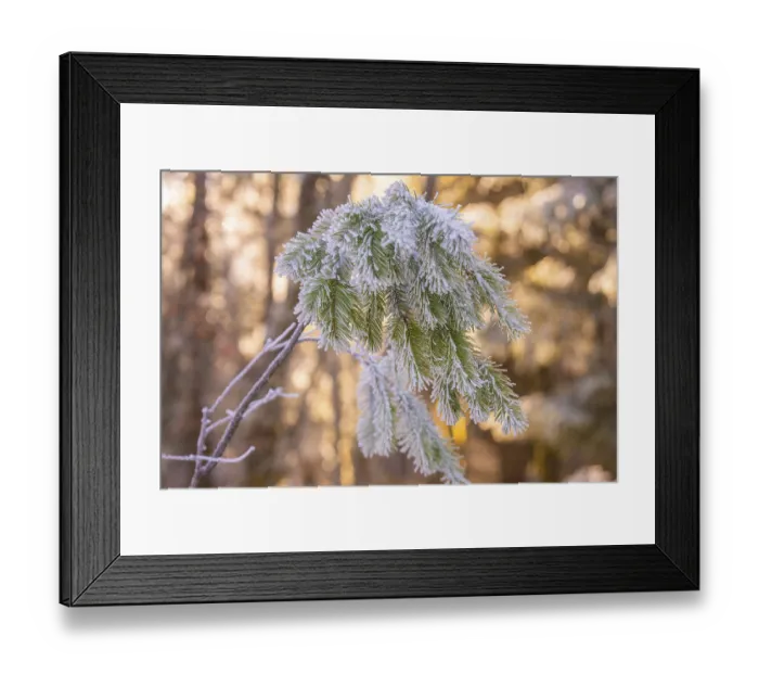 Framed Print : Frosty pine fronds in winter forest Framed Print : Frosty pine fronds in winter forest