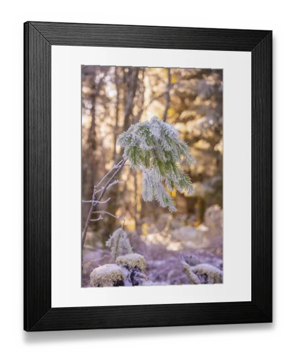 Framed Print : Snowy branches in winter forest at sunrise