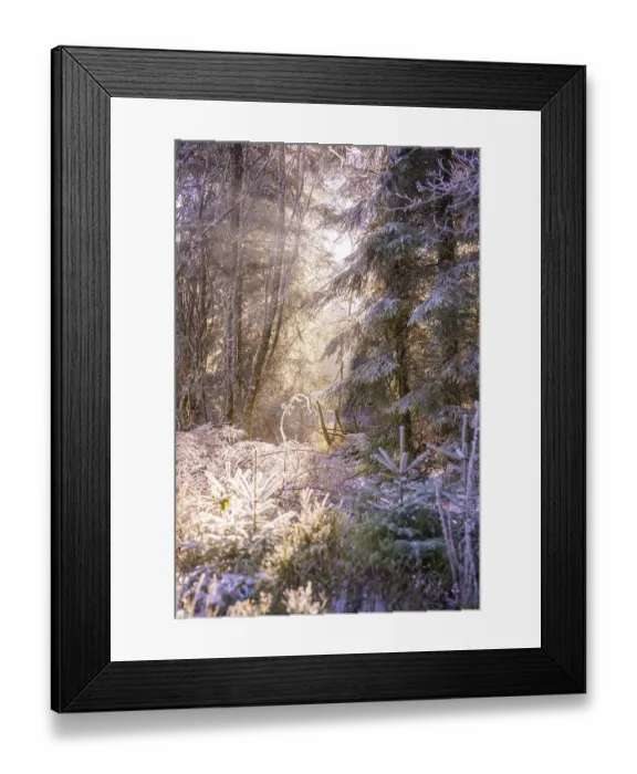 Framed Print : A snowy forest in sunlight with an atmospheric atmosphere Framed Print : A snowy forest in sunlight with an atmospheric atmosphere