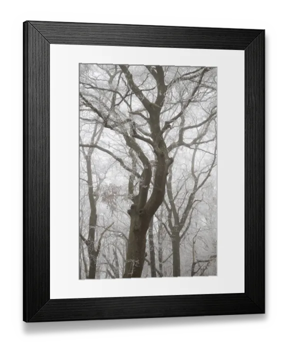 Framed Print : Trees with hoarfrost in a foggy forest create a calm and mysterious atmosphere