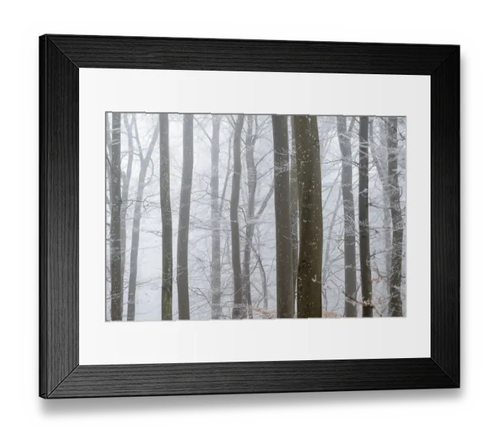 Framed Print : Bare tree trunks stand close together in a foggy winter forest