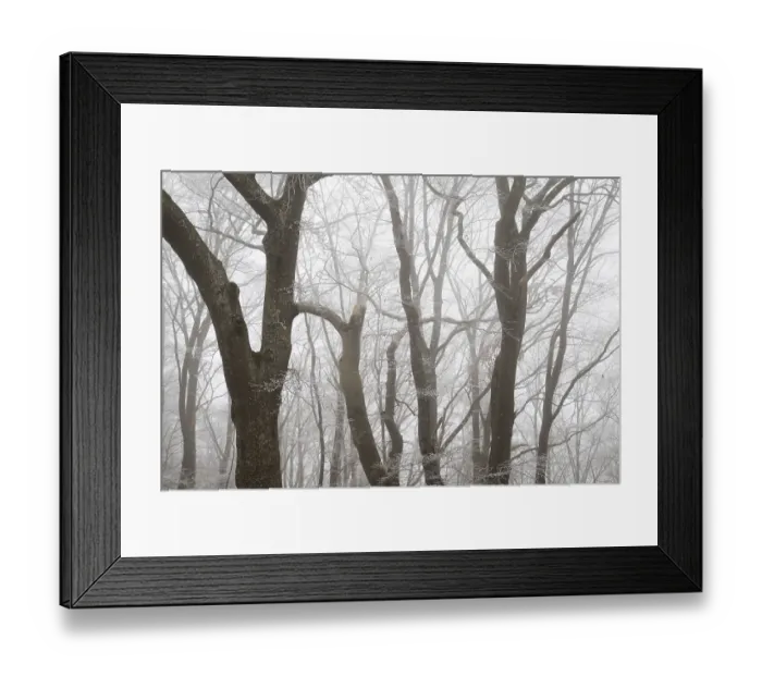 Framed Print : Dense foggy forest with bare wide tree trunks in winter