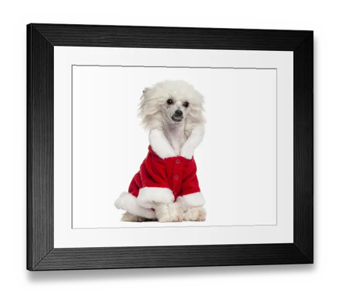 Framed Print : White chinese crested dog wearing a red santa costume Framed Print : White chinese crested dog wearing a red santa costume