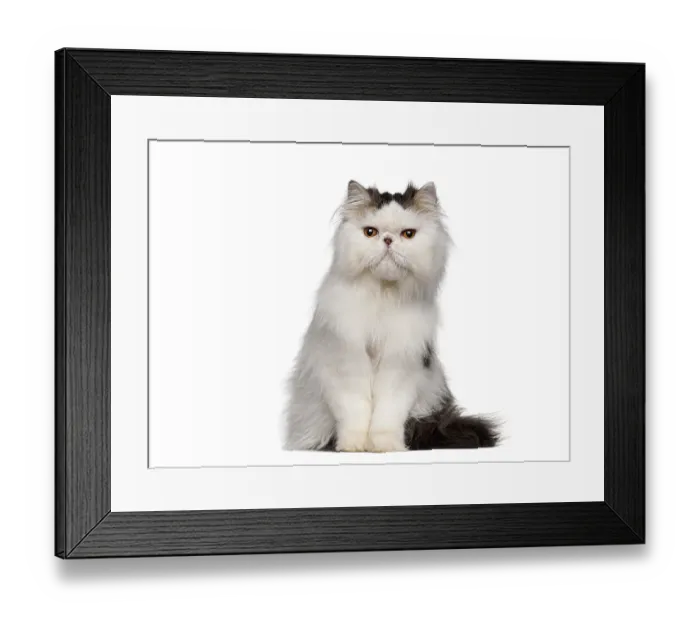 Framed Print : White and grey persian cat sitting and looking forward on a white background