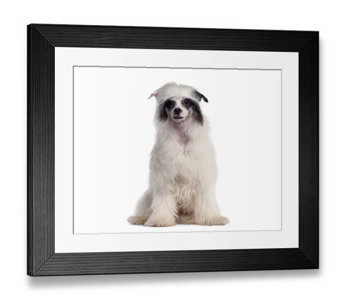 Framed Print : Adorable chinese crested dog sitting and posing for the camera on a seamless white background Framed Print : Adorable chinese crested dog sitting and posing for the camera on a seamless white background