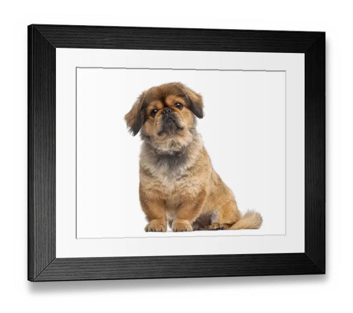 Framed Print : Pekingese puppy sitting and looking up on a white seamless background Framed Print : Pekingese puppy sitting and looking up on a white seamless background