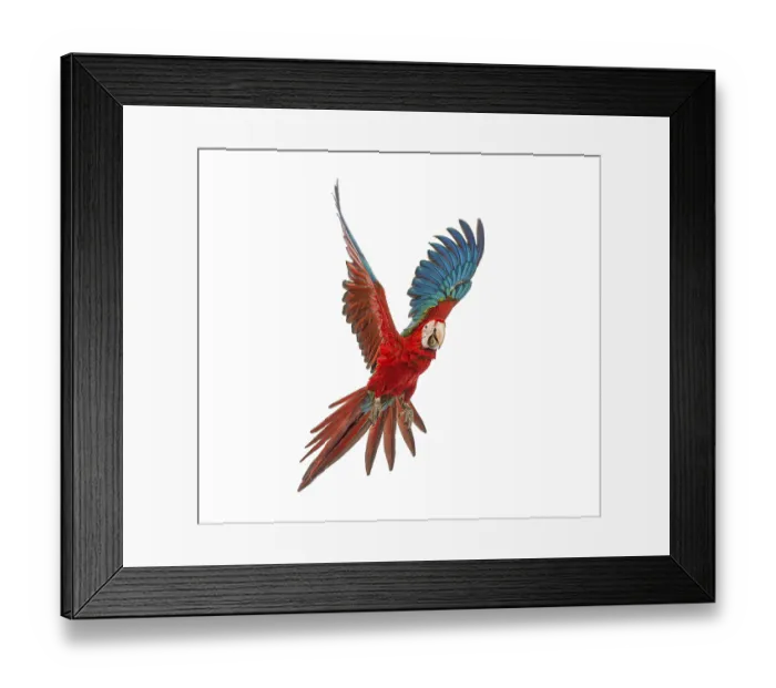 Framed Print : Green-winged Macaw, Ara chloropterus Framed Print : Green-winged Macaw, Ara chloropterus