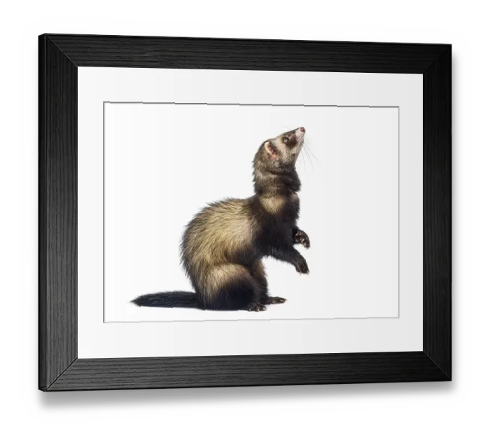 Framed Print : Ferret standing on hind legs, looking up with curiosity on a white background Framed Print : Ferret standing on hind legs, looking up with curiosity on a white background