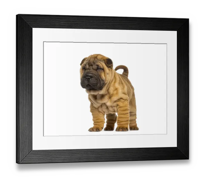 Framed Print : Shar pei puppy standing looking away on white background Framed Print : Shar pei puppy standing looking away on white background