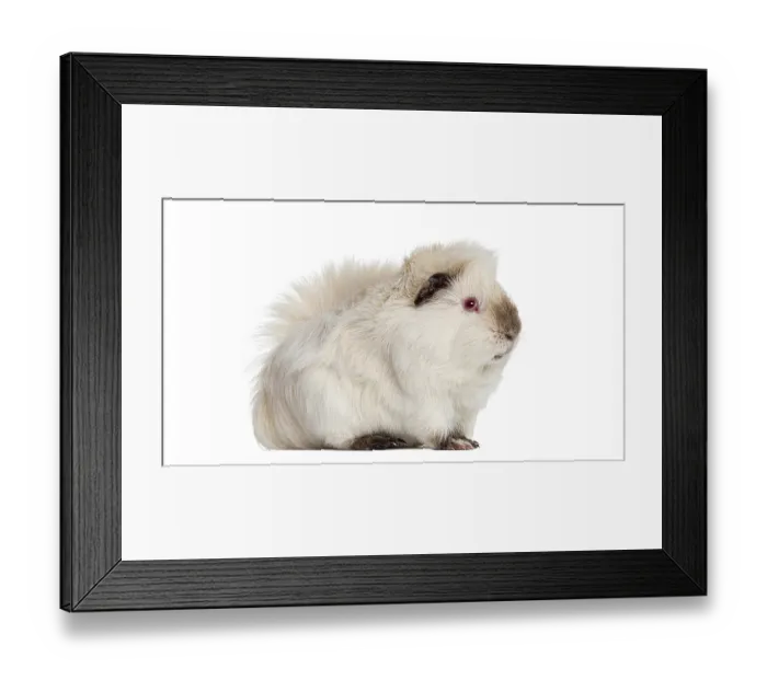 Framed Print : Guinea pig standing with fluffy light fur and pink eyes on white studio background
