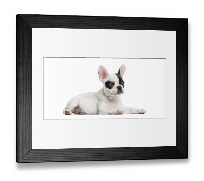 Framed Print : French bulldog puppy resting, looking to the side with big ears