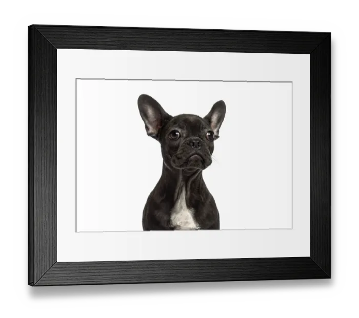 Framed Print : French bulldog puppy posing with a curious expression