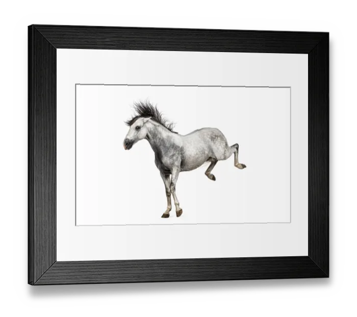 Framed Print : Grey horse kicking up playfully with flowing mane and tail