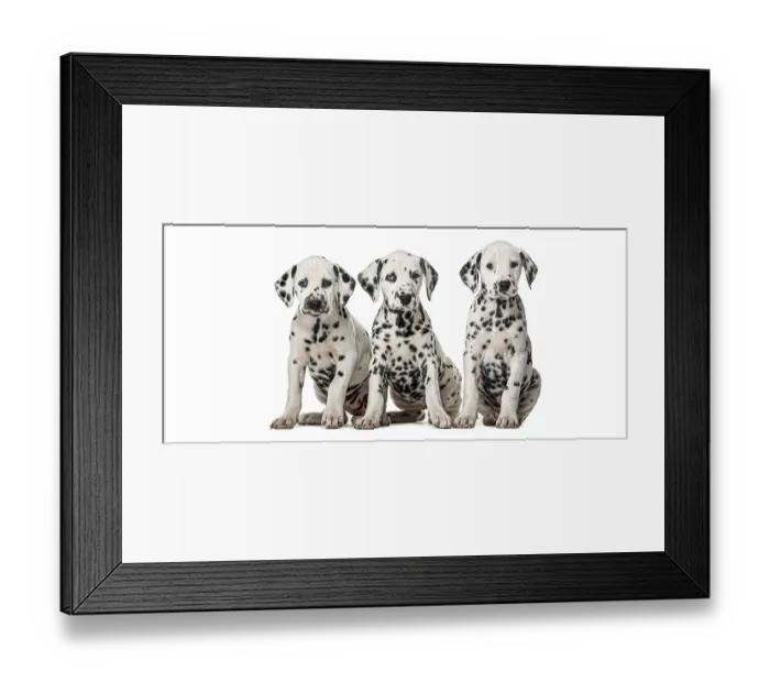 Framed Print : Group of three young spotted dalmatian puppies sitting