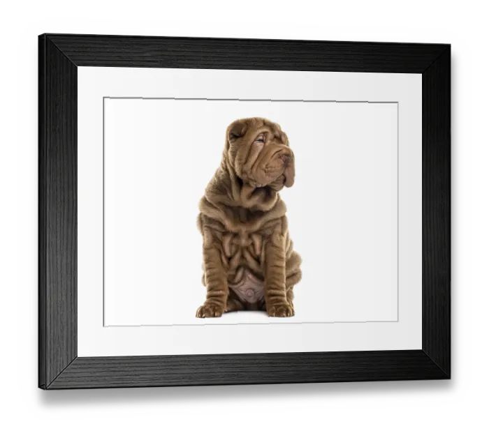 Framed Print : Shar pei puppy sitting with wrinkled brown fur Framed Print : Shar pei puppy sitting with wrinkled brown fur