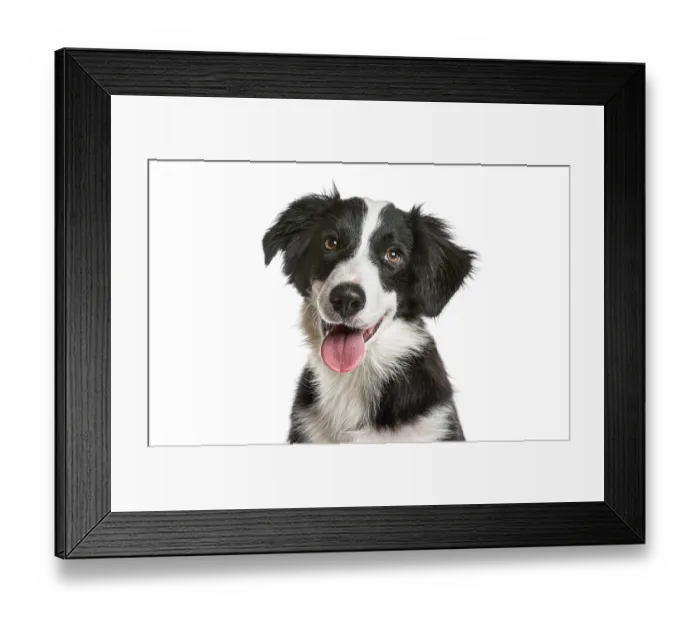 Framed Print : Black and white border collie puppy panting