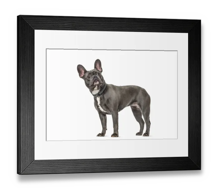 Framed Print : French bulldog posing in studio Framed Print : French bulldog posing in studio