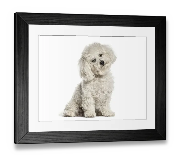 Framed Print : Bichon frise dog sitting, looking at camera with a curious head tilt