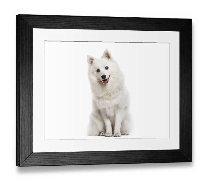 Framed Print : White fluffy dog sitting on white background with an open mouth and looking at camera Framed Print : White fluffy dog sitting on white background with an open mouth and looking at camera