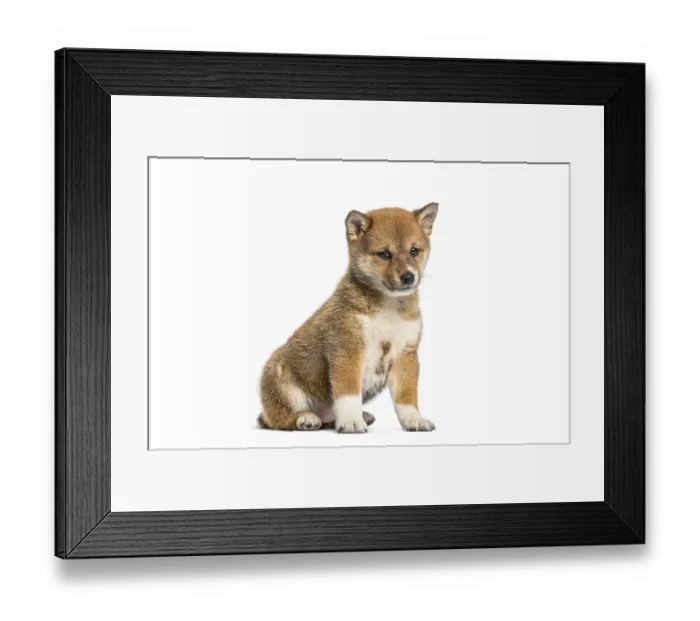 Framed Print : Shiba inu puppy sitting facing looking at camera on white background