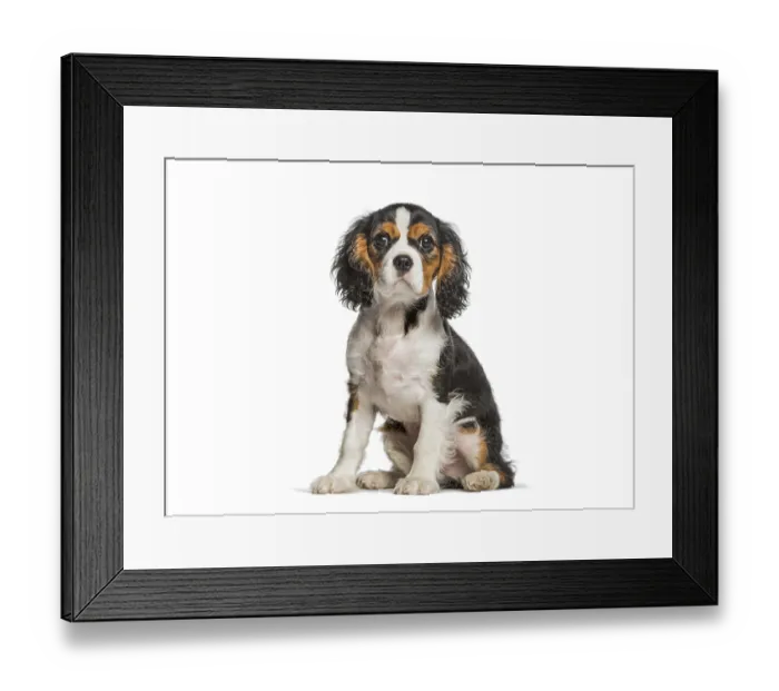 Framed Print : Tricolor cavalier king charles spaniel puppy sitting on a white background looking forward