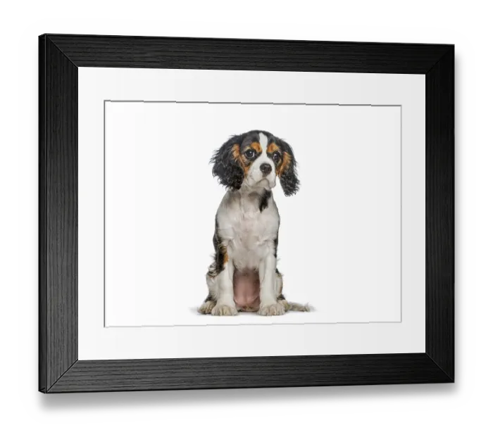 Framed Print : Tricolor cavalier puppy sitting calmly
