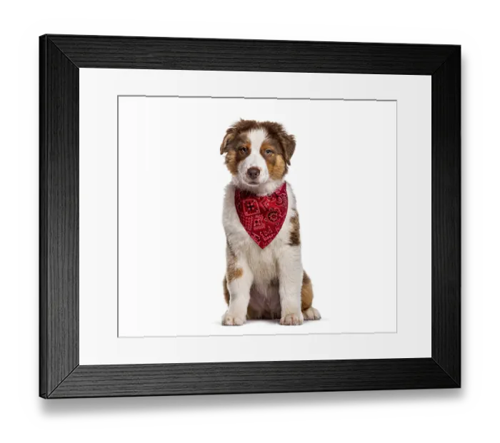 Framed Print : Australian shepherd puppy with red bandana sitting isolated on white background