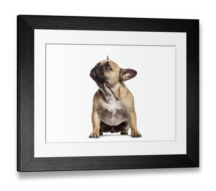Framed Print : Fawn french bulldog puppy sitting on white background looking up