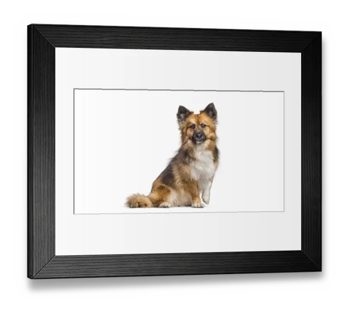 Framed Print : Fluffy mixed breed dog sitting on white background looking at camera