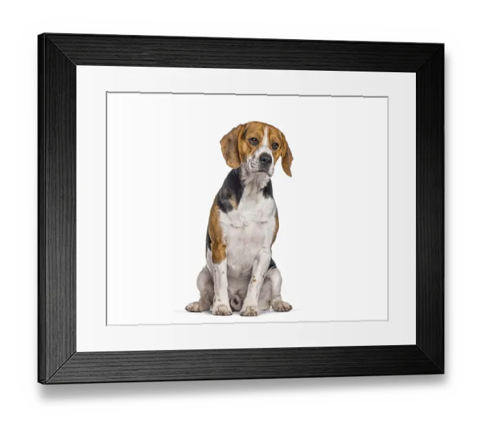 Framed Print : Beagle dog sitting against a white background