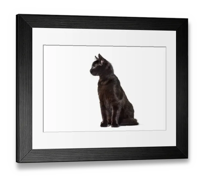 Framed Print : Curious black cat sitting and looking attentively towards something out of view