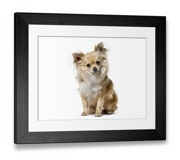 Framed Print : Adorable long haired chihuahua dog with fluffy fur sitting on a white background