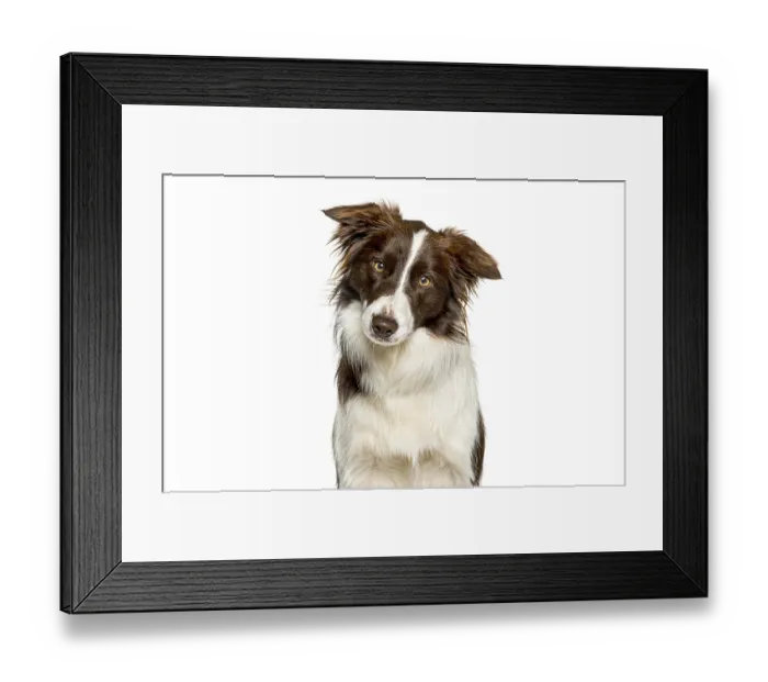 Framed Print : Brown and white border collie dog tilting head