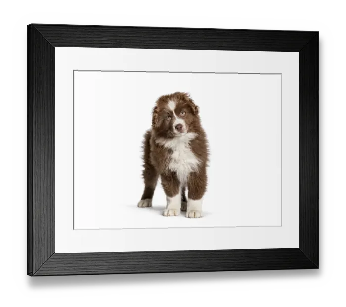 Framed Print : Adorable brown and white fluffy australian shepherd puppy standing on a white background Framed Print : Adorable brown and white fluffy australian shepherd puppy standing on a white background
