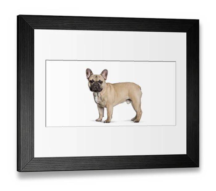Framed Print : Fawn french bulldog standing in a studio looking directly at the camera on white background
