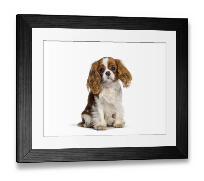 Framed Print : Cavalier king charles spaniel puppy seriously sitting on white studio background Framed Print : Cavalier king charles spaniel puppy seriously sitting on white studio background