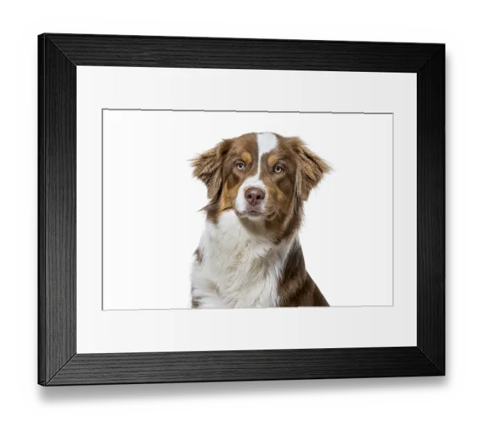 Framed Print : Australian shepherd dog head and shoulders portrait on a white studio background