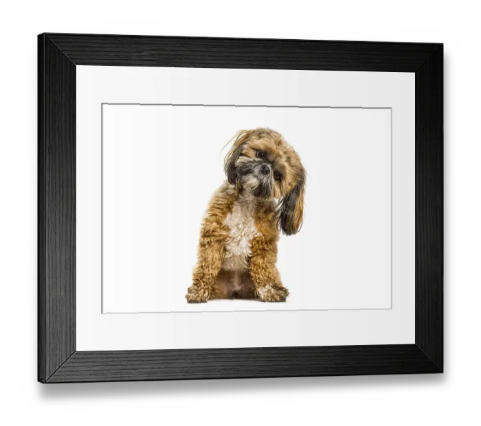 Framed Print : Shih tzu puppy sitting with head tilted Framed Print : Shih tzu puppy sitting with head tilted