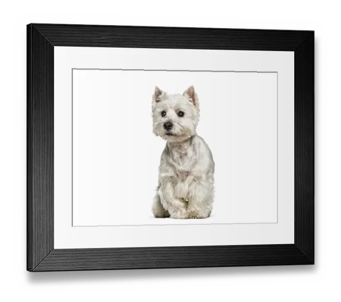 Framed Print : West highland white terrier looking directly at camera while sitting