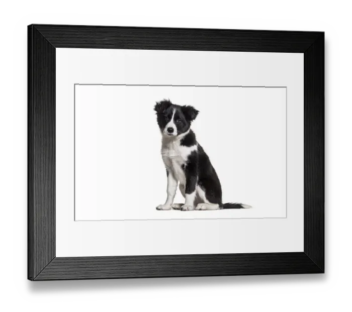 Framed Print : Black and white young dog sitting on a white background